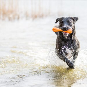 Hunde am See, Rüde spielt mit seinem Hundespielzeug im Wasser und rennt durch das kühle nass im Sommer, schwarzer Fila san Miguel apportiert